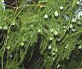 مارچوبه نرمه / گل گردی بالارونده